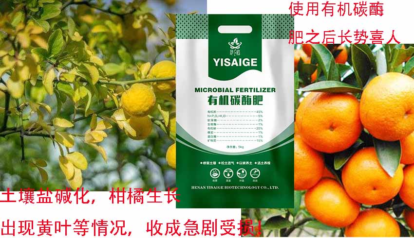 廣西柑橘種植基地使用有機(jī)碳酶肥改良鹽堿地，效果對(duì)比有圖為證！！！