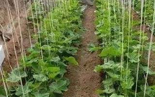 微生物菌劑產品縱橫無線使用反饋