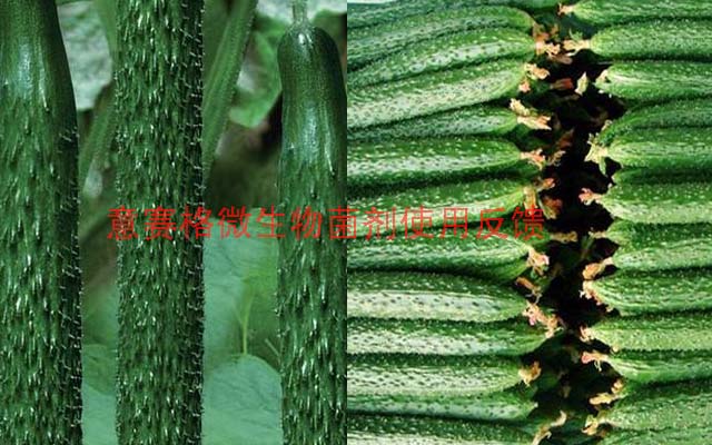 今天選擇微生物菌劑，明天還你豐收高產