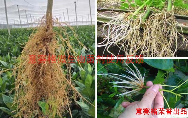 微生物菌劑廠家所生產的微生物菌劑能解決什么