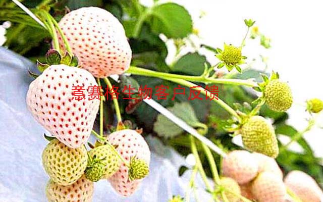 小暑已過，高溫高濕時節(jié)，為什么要用微生物菌劑防治白粉病你知道嗎？