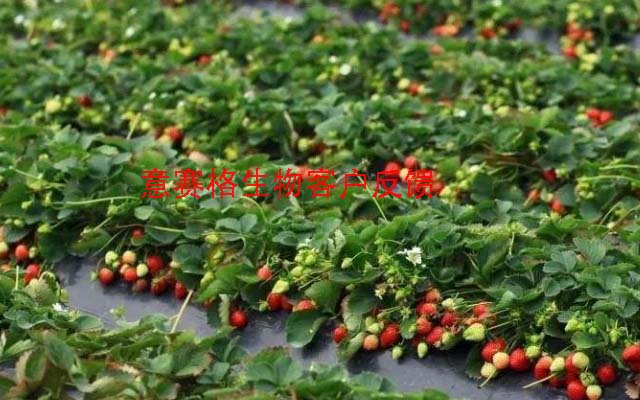 厲害了！微生物菌劑白大夫這么神奇！