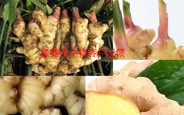 生姜根腐病用微生物菌劑根深蒂固見效這么好這么快！！！