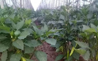 微生物菌劑怎么用，來(lái)看看山東張先生的微生物菌劑使用方法吧