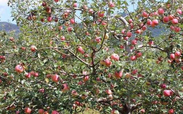 微生物菌肥廠家-意賽格介紹：蘋果套袋前的施肥管理