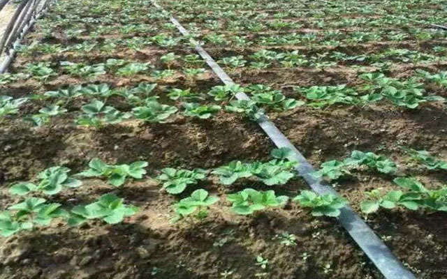 關注意賽格微生物菌劑廠家，免費獲取2019年北方草莓種植施肥方案套餐