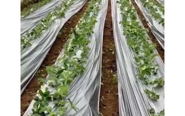 關注意賽格微生物菌劑廠家，免費獲取2019年北方草莓種植施肥方案套餐
