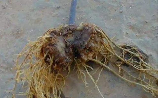 云南謝先生購(gòu)買(mǎi)根腐病專(zhuān)用微生物菌劑的效果反饋