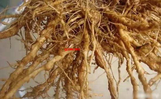 根結線蟲的癥狀與防治_意賽格微生物菌劑廠家為您介紹
