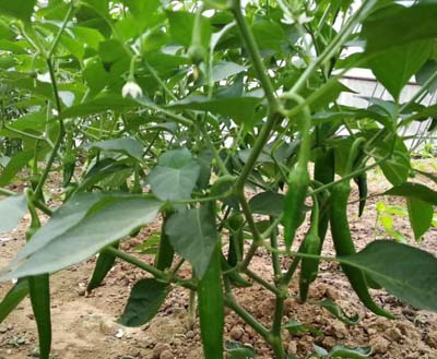 種植的辣椒不易坐果，主要是這五點原因，對號入座吧