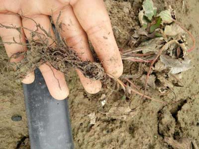 草莓愛死秧是什么原因，如何防治?微生物菌肥廠家與您分享