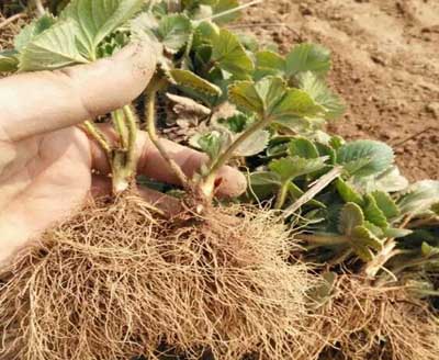 草莓愛死秧是什么原因，如何防治?微生物菌肥廠家與您分享