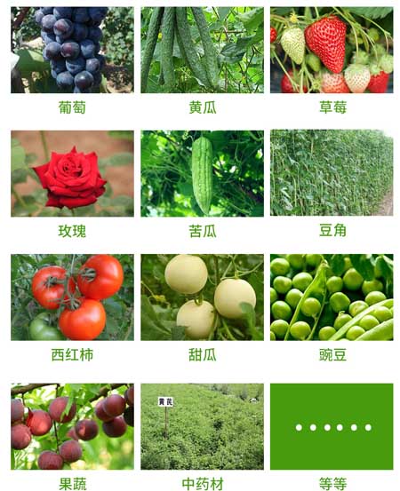 微生物菌劑適合的農作物