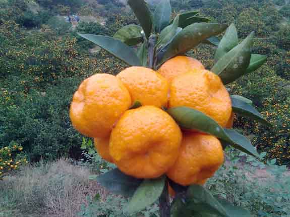 意賽格生物肥料