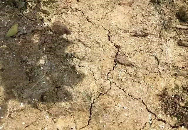 亡羊補(bǔ)牢沒(méi)有用!趕緊用起來(lái),改良死苗爛根、土傳板結(jié)!