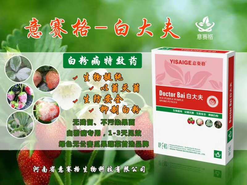 甜瓜得了白粉病，收成不好怎么辦