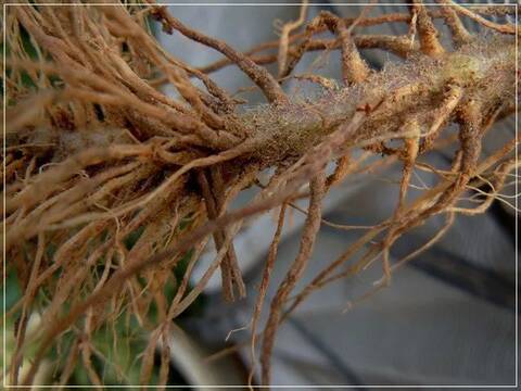 番茄易發(fā)生根腐病該如何防治？