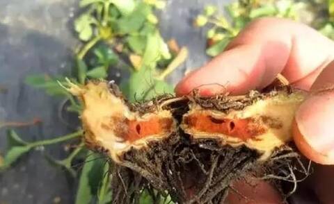 想要草莓長(zhǎng)得好？防治根腐很重要！